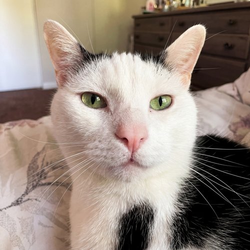 Jasper the cat