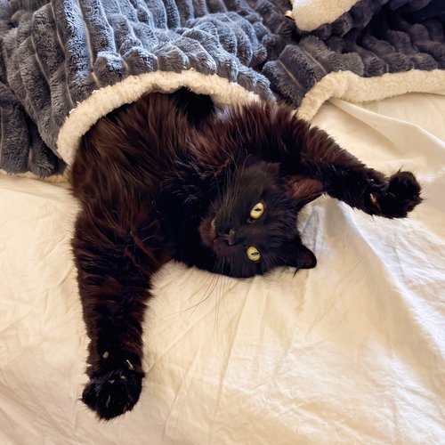Wednesday the cat